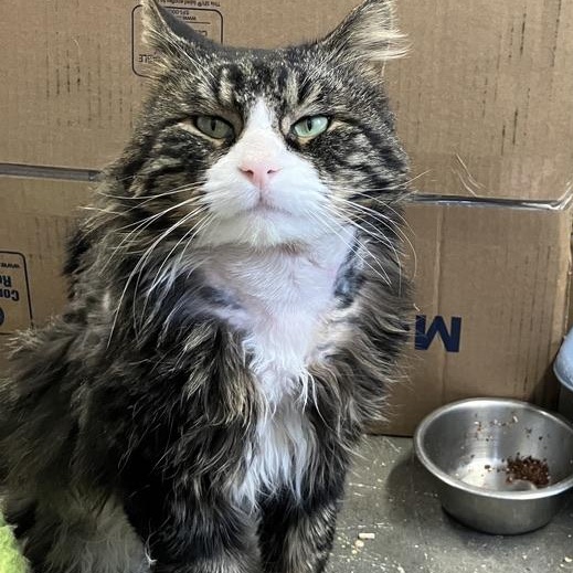 Enlarge Kenyon, an adopted mixed breed in Bethel, CT image 3/3