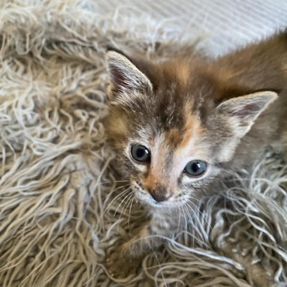 Enlarge Caramel, a Adoptable mixed breed in Omaha, NE image 5/6