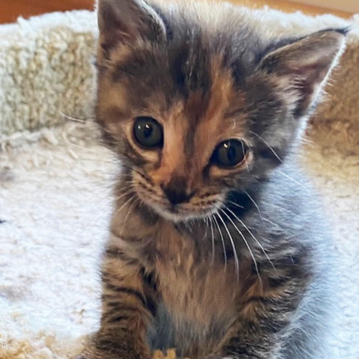 Enlarge Caramel, a Adoptable mixed breed in Omaha, NE image 6/6