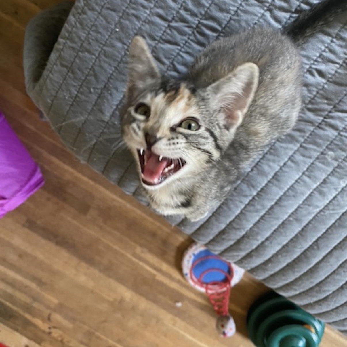 Enlarge Caramel, a Adoptable mixed breed in Omaha, NE image 3/6