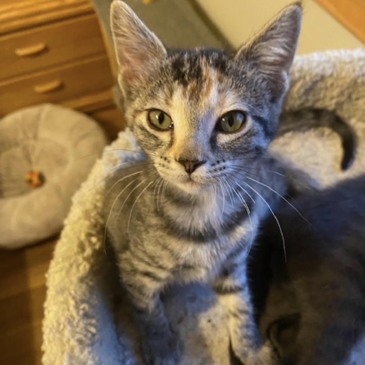Enlarge Caramel, a Adoptable mixed breed in Omaha, NE image 1/6