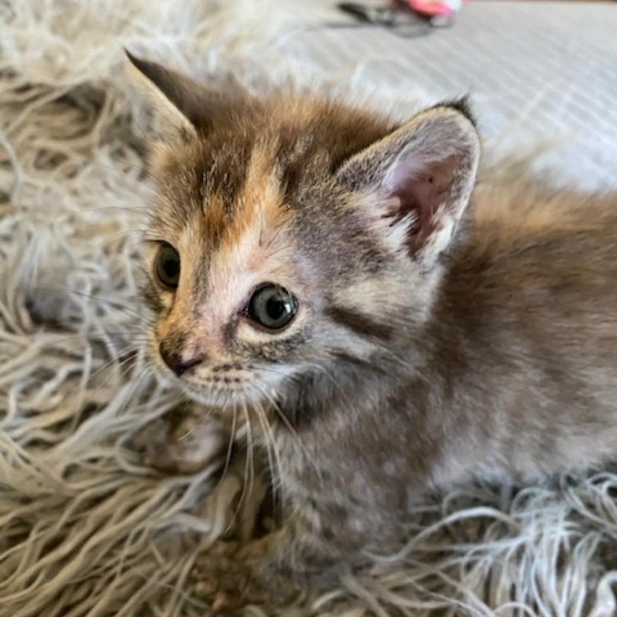 Enlarge Caramel, a Adoptable mixed breed in Omaha, NE image 4/6