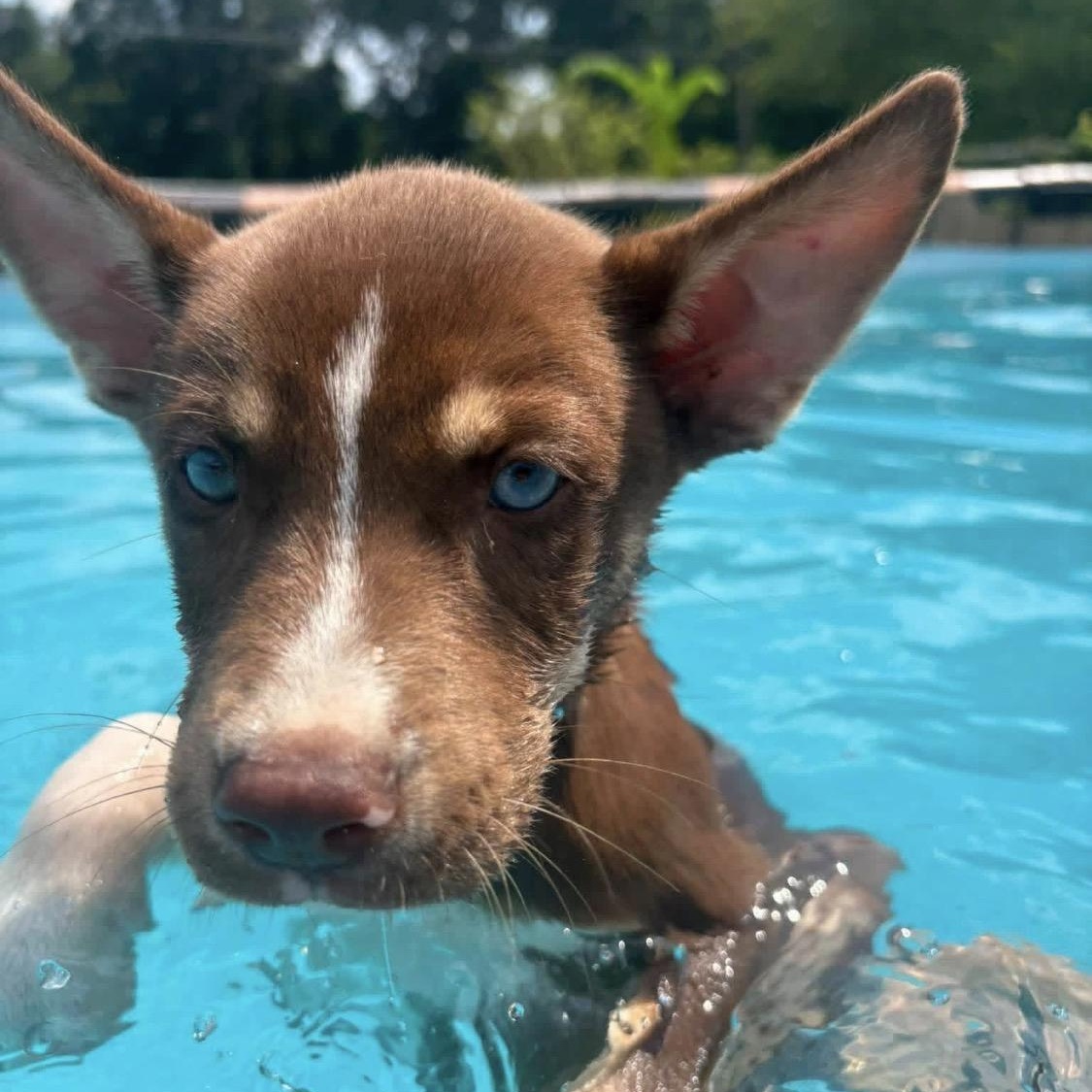 Socks, Adoptable, Puppy Male Husky.