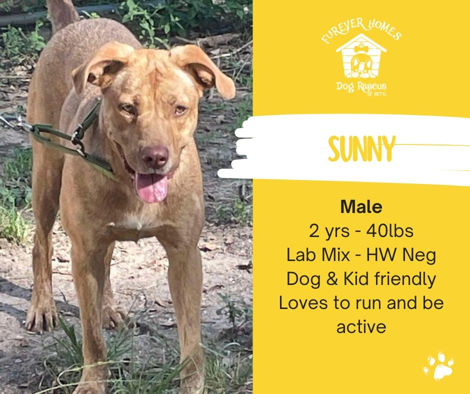 Sunny, Adoptable, Adult Male Labrador Retriever.
