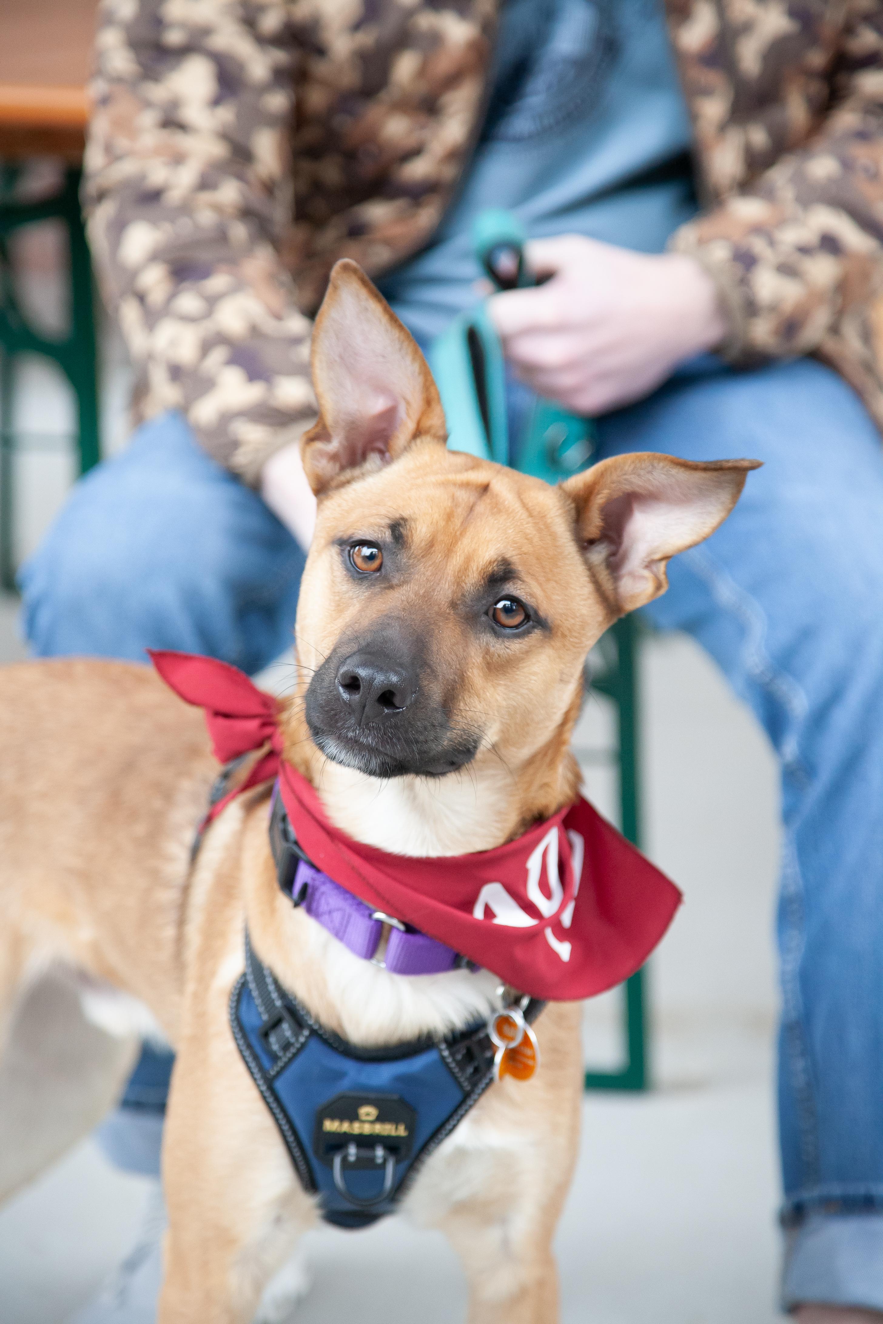 Enlarge Ozzy, a ADOPTABLE mixed breed in Nashville, TN image 3/6