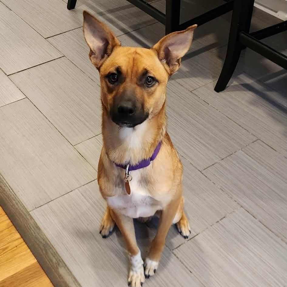 Enlarge Ozzy, a ADOPTABLE mixed breed in Nashville, TN image 4/6