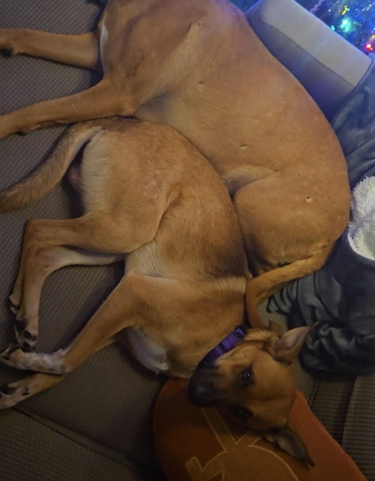 Enlarge Ozzy, a ADOPTABLE mixed breed in Nashville, TN image 5/6