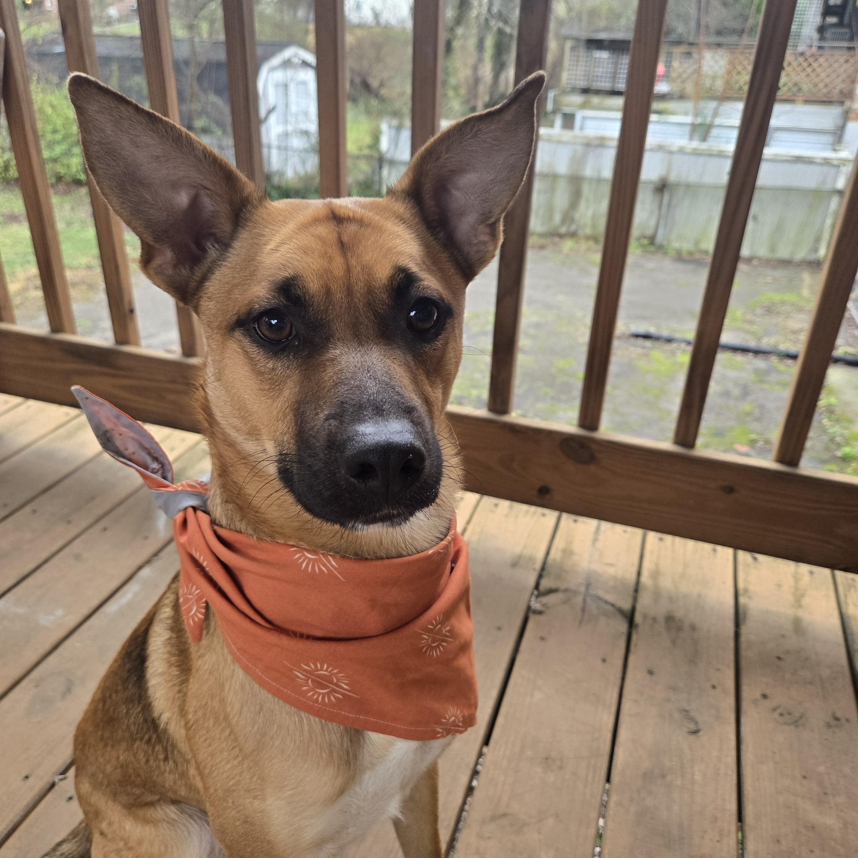 Enlarge Ozzy, a ADOPTABLE mixed breed in Nashville, TN image 2/6