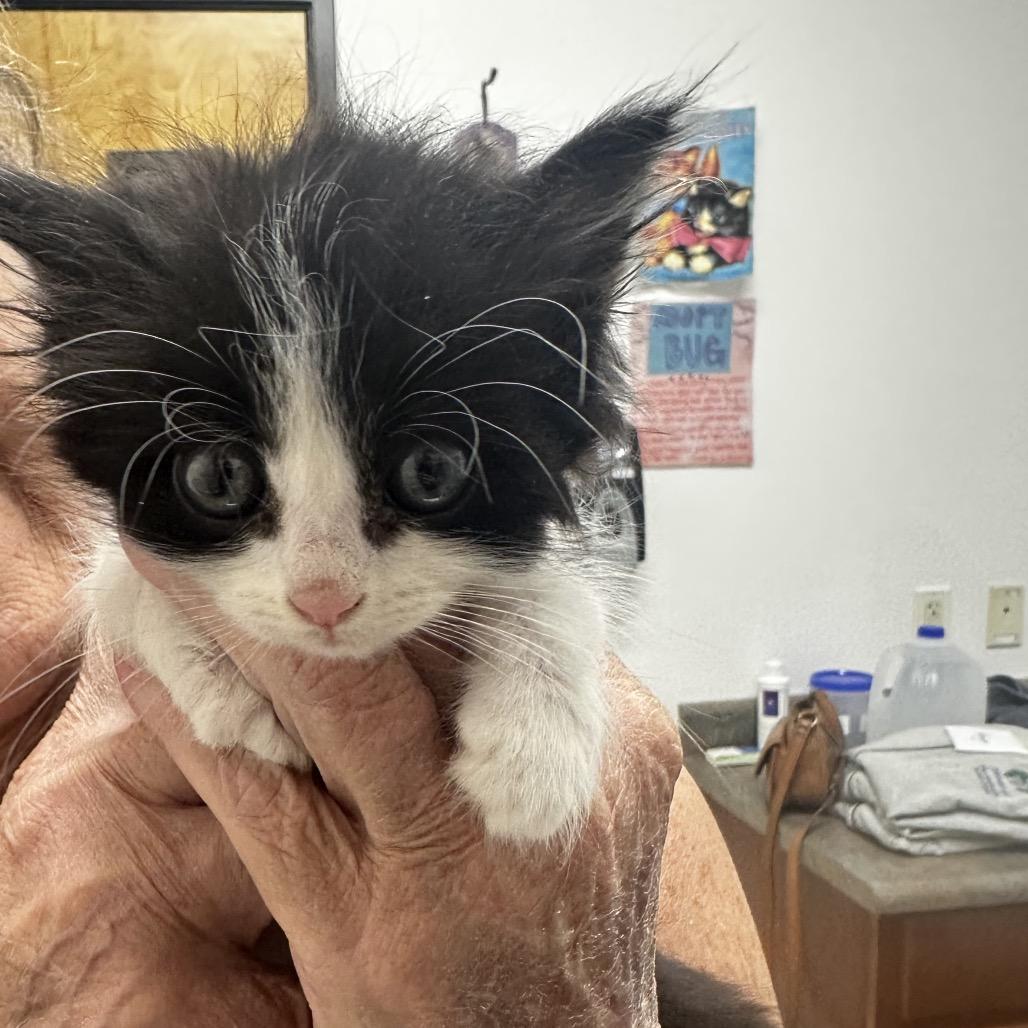 Enlarge Andy, a Adoptable Domestic Short Hair in Ashland, OR image 1/2