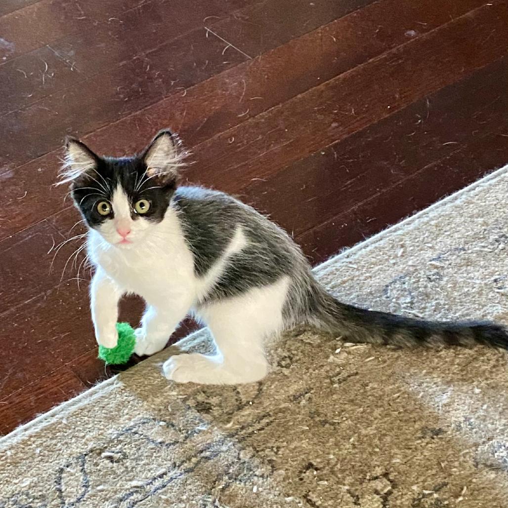 Enlarge Andy, a Adoptable Domestic Short Hair in Ashland, OR image 2/2