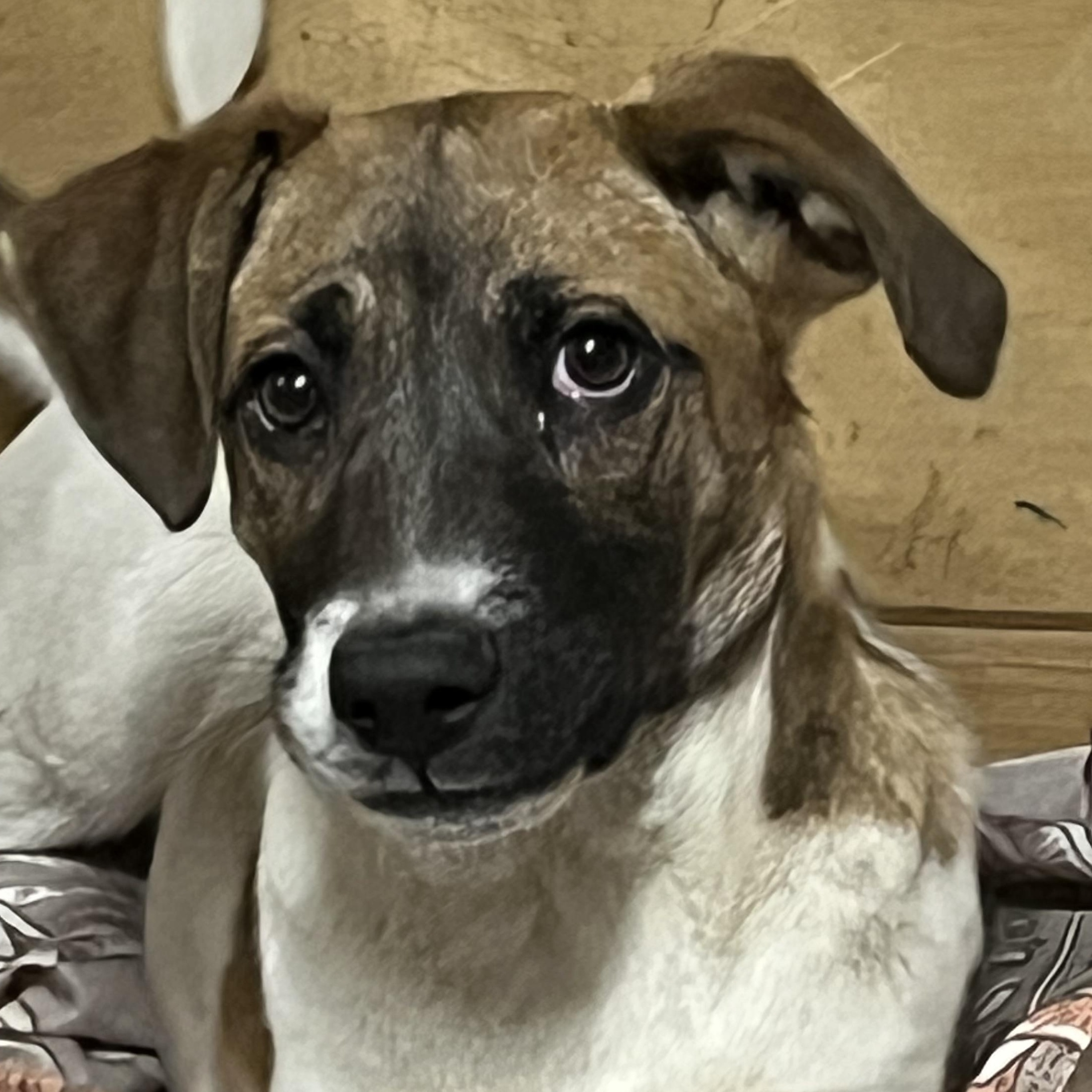 Josephine , a ADOPTABLE mixed breed in Portland, ME image 2/4