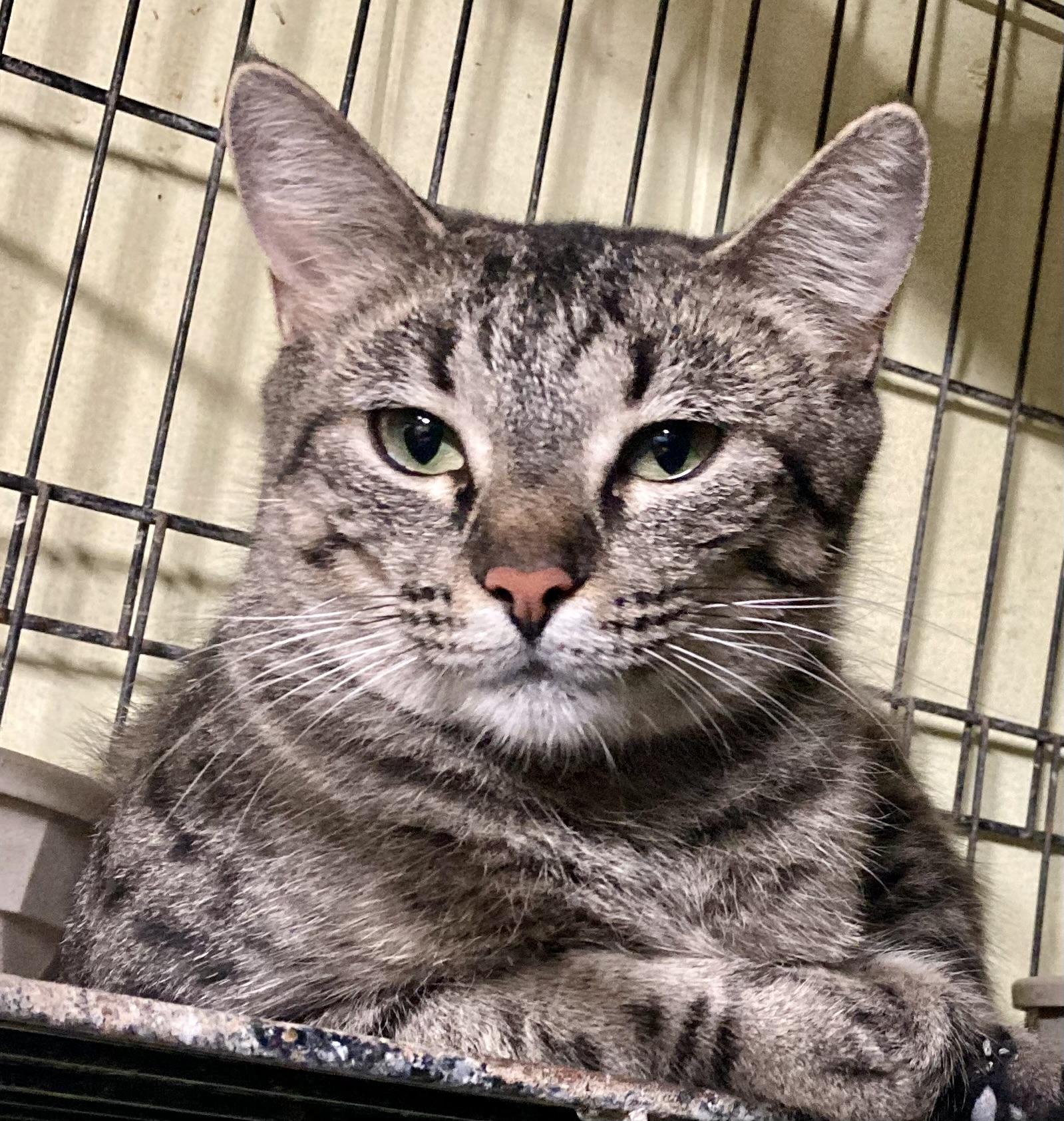 Maisie, Adopted, Adult Female Tabby.