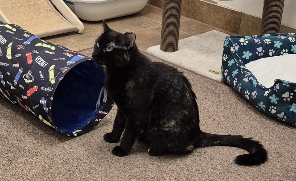 Coco, Adoptable, Adult Female Domestic Short Hair.