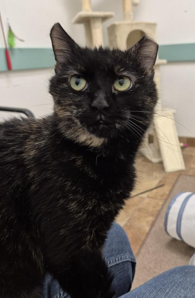 Enlarge Coco, a Adoptable mixed breed in South Bend, IN image 3/6