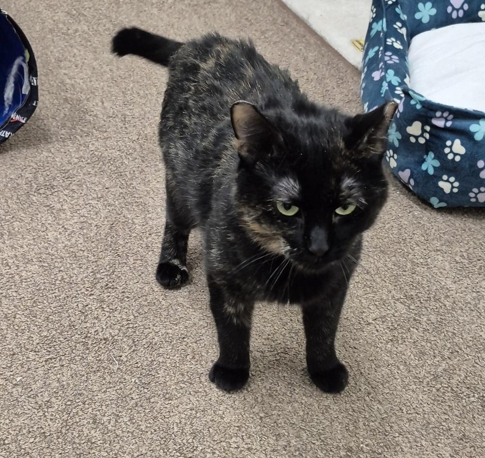 Enlarge Coco, a Adoptable mixed breed in South Bend, IN image 4/6