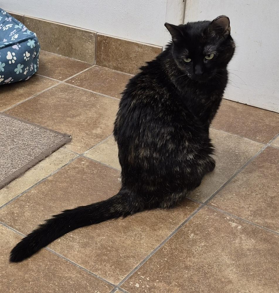 Enlarge Coco, a Adoptable mixed breed in South Bend, IN image 6/6