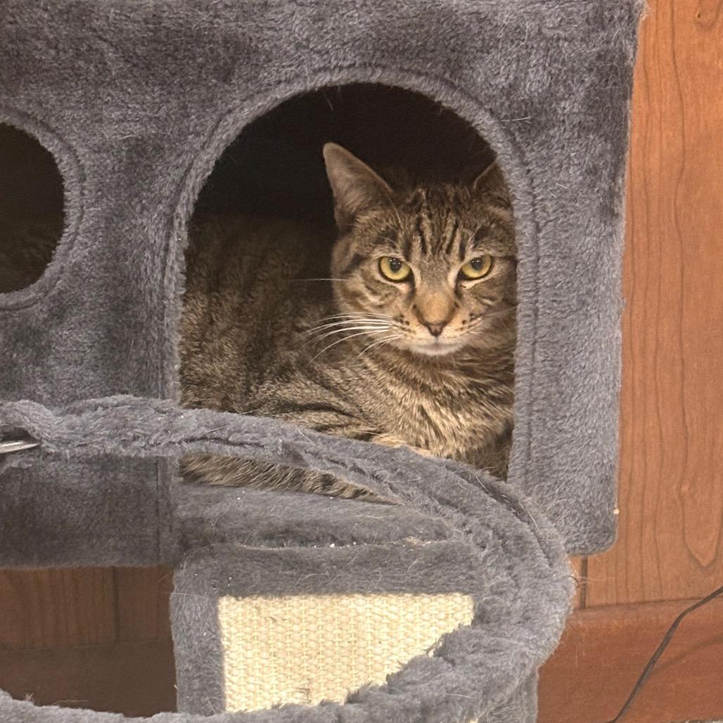 Dixie, Adoptable, Young Female Domestic Short Hair.