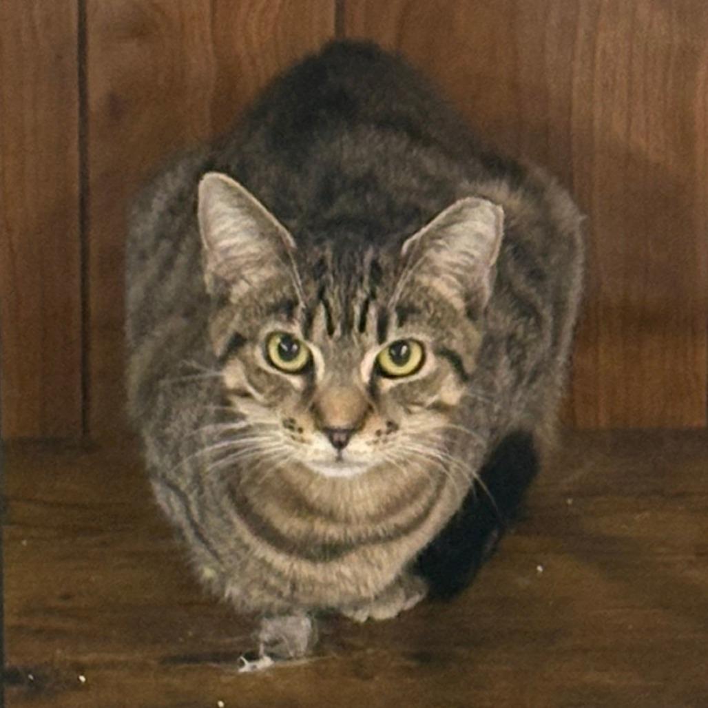 Enlarge Dixie, a Adoptable Domestic Short Hair in Falls Church, VA image 2/6