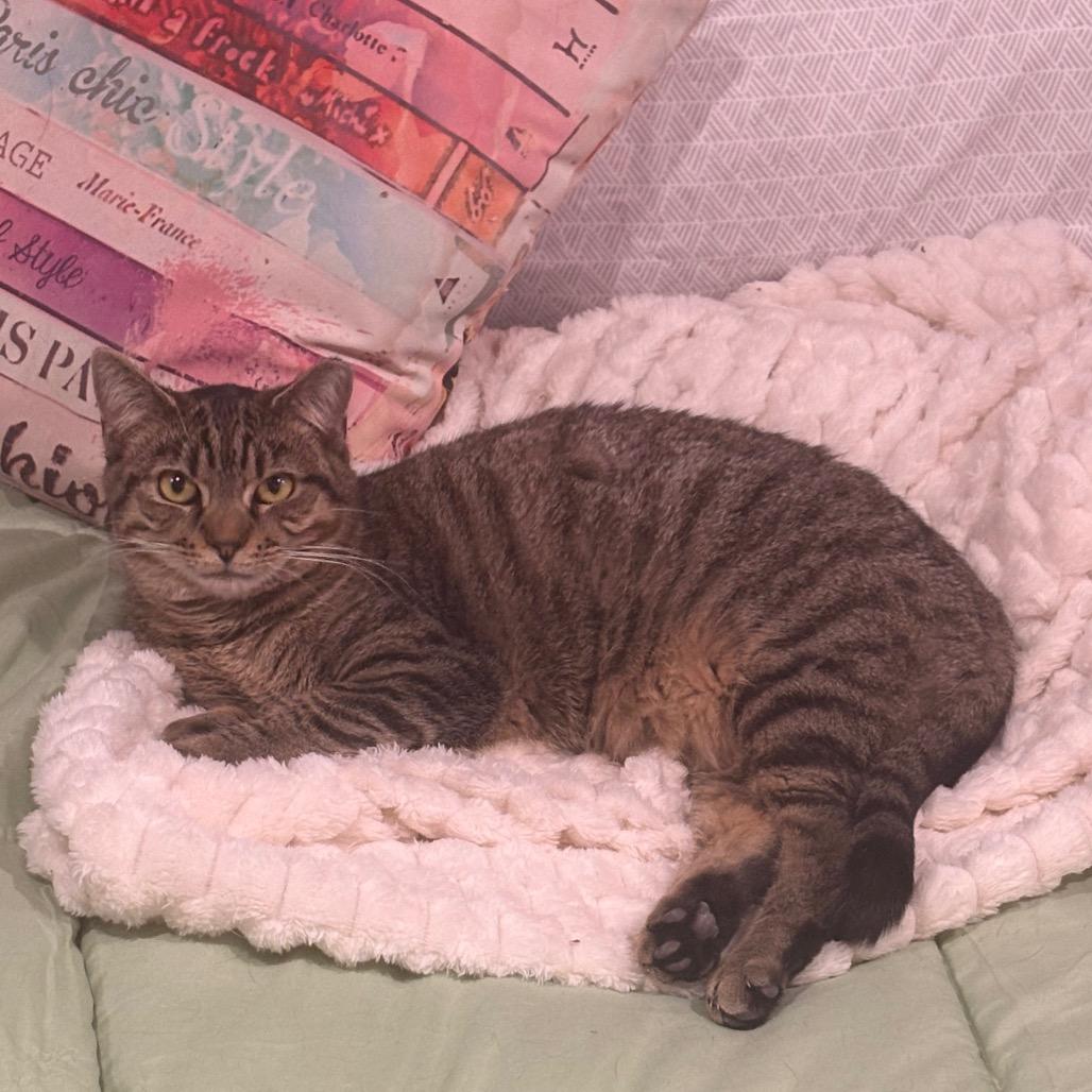 Enlarge Dixie, a Adoptable Domestic Short Hair in Falls Church, VA image 3/6