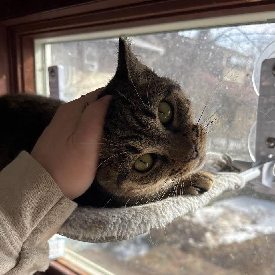 Enlarge Dixie, a Adoptable Domestic Short Hair in Falls Church, VA image 4/6