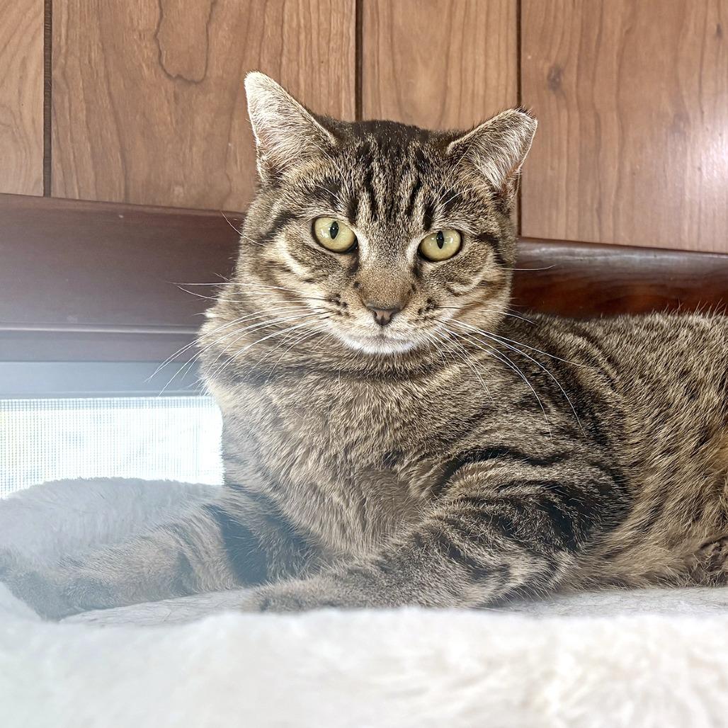 Dixie, a Adoptable Domestic Short Hair in Falls Church, VA image 3/6