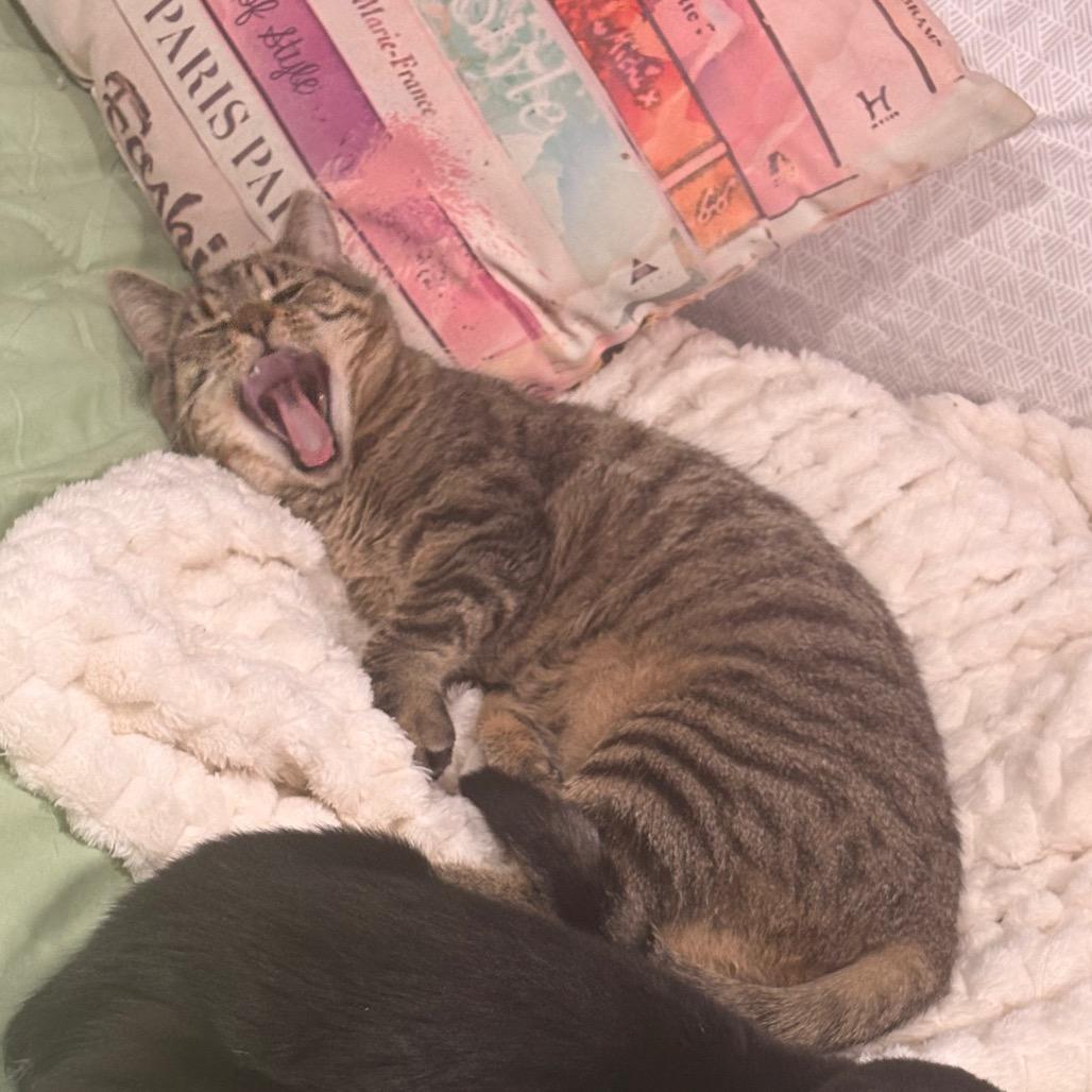 Enlarge Dixie, a Adoptable Domestic Short Hair in Falls Church, VA image 5/6