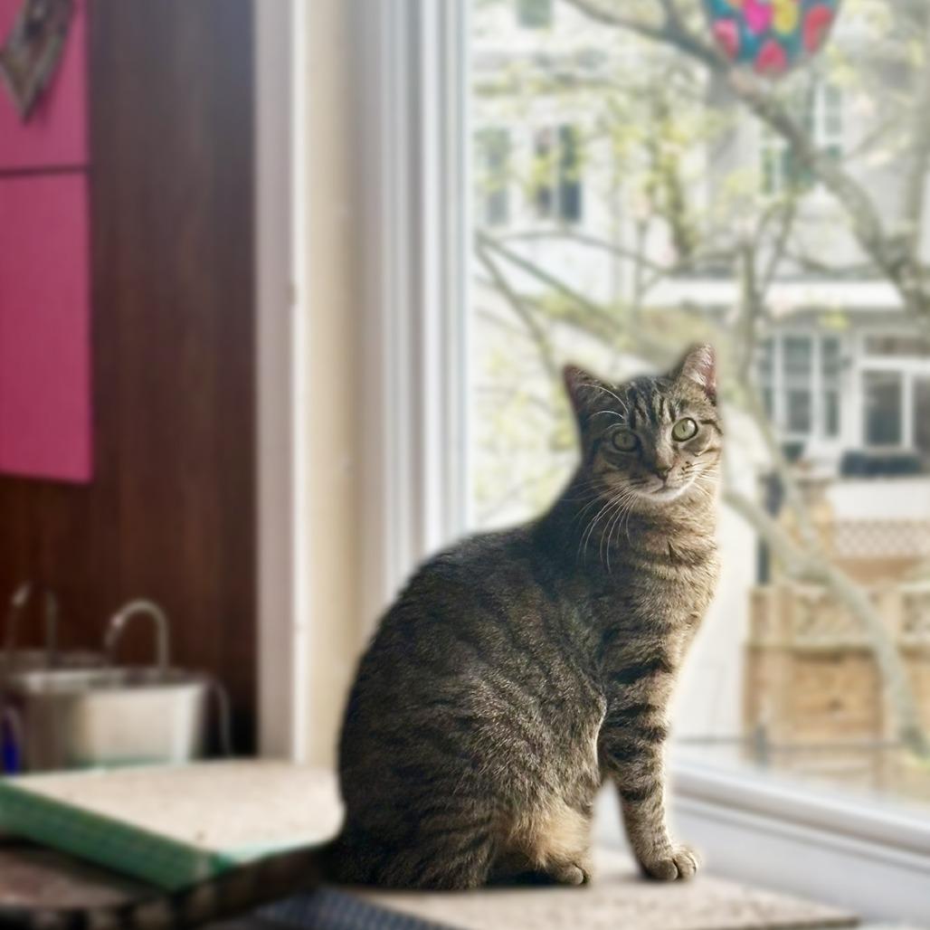 Dixie, a Adoptable Domestic Short Hair in Falls Church, VA image 5/6