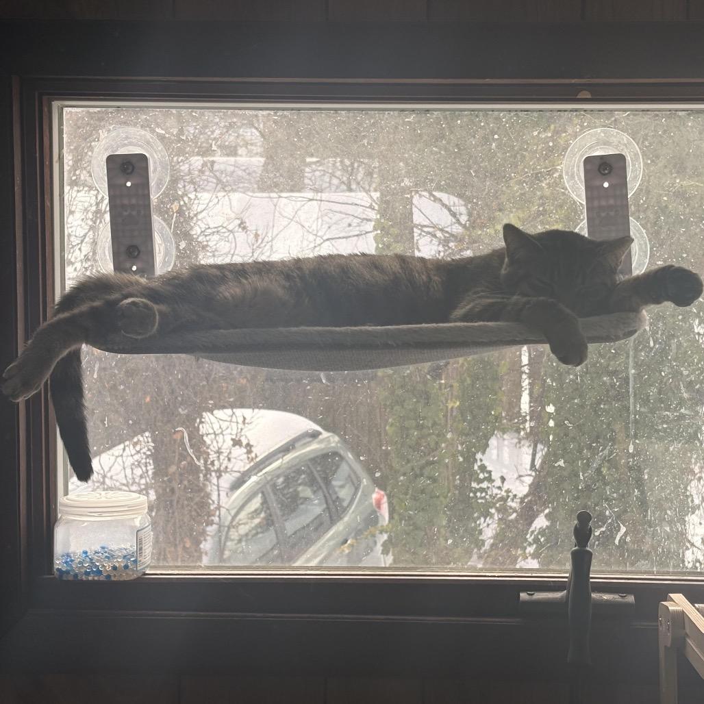 Enlarge Dixie, a Adoptable Domestic Short Hair in Falls Church, VA image 6/6