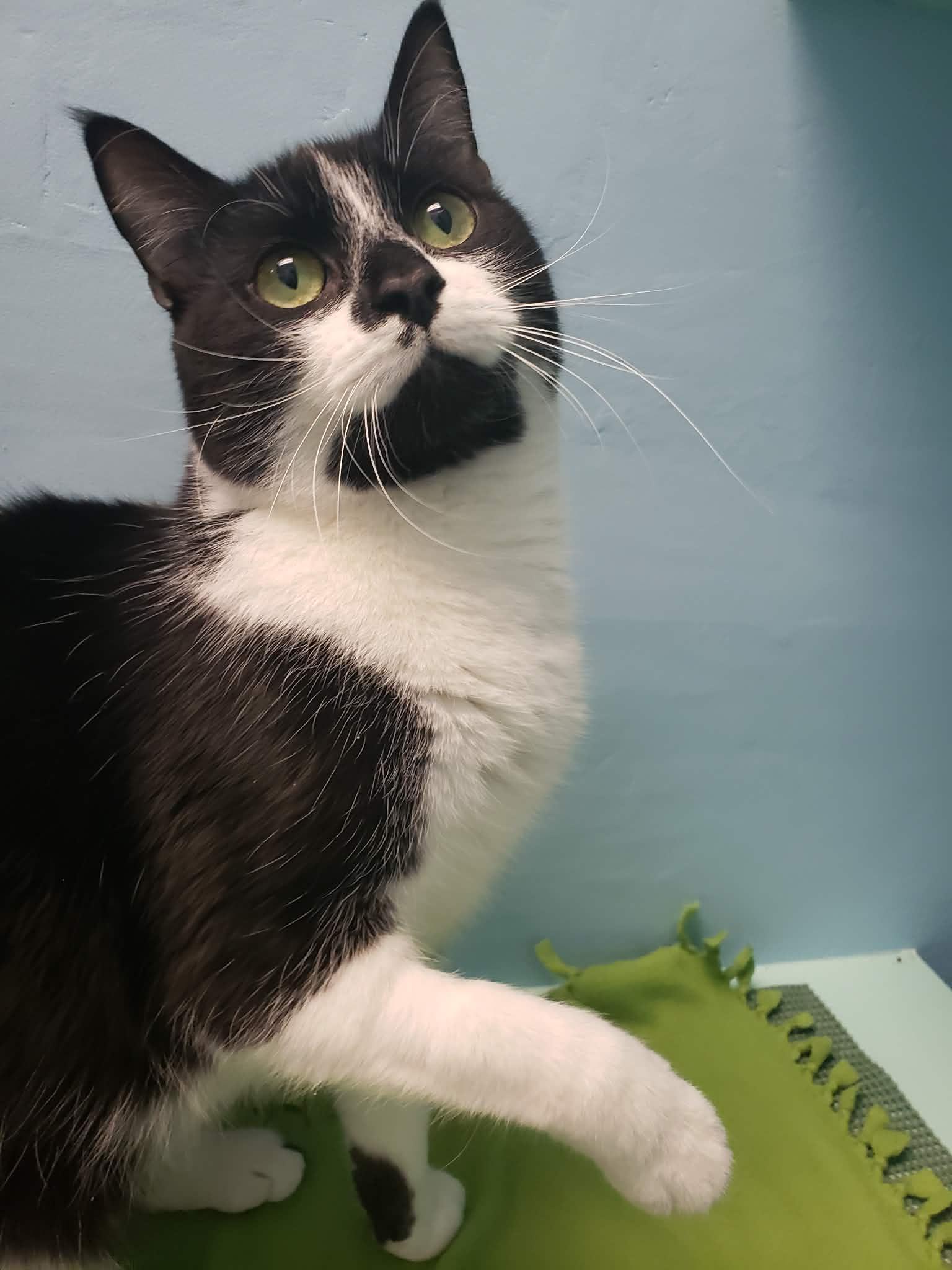 Moth, Adoptable, Adult Male Domestic Short Hair.