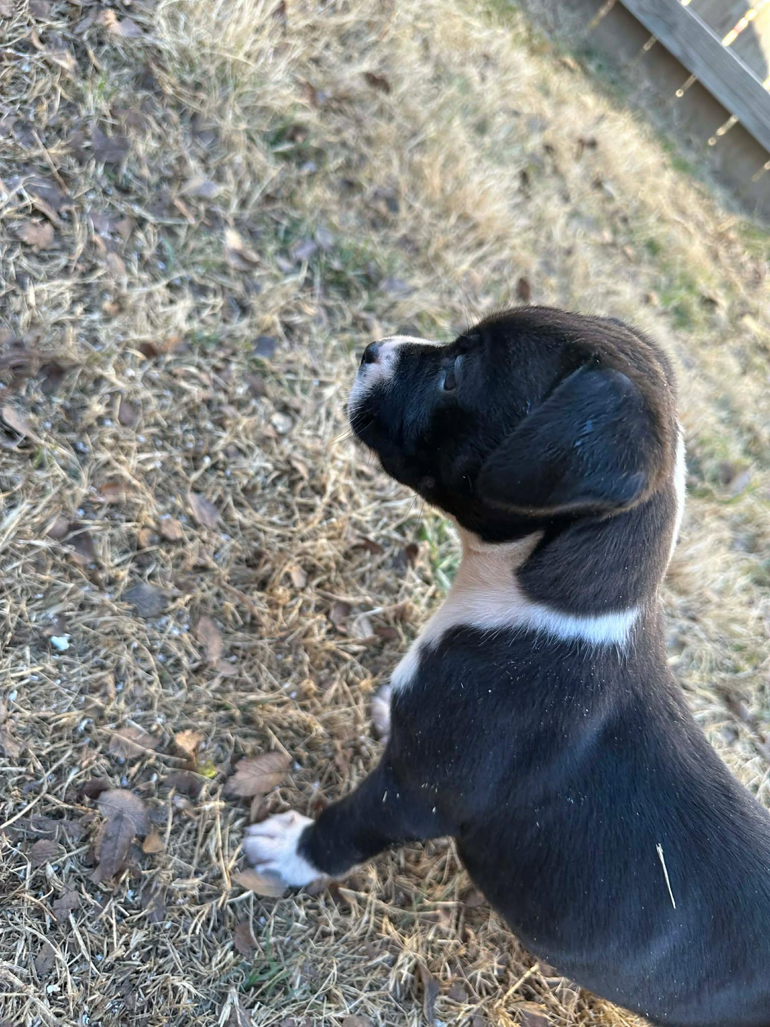 Enlarge Fern, a ADOPTABLE mixed breed in Wichita Falls, TX image 4/4