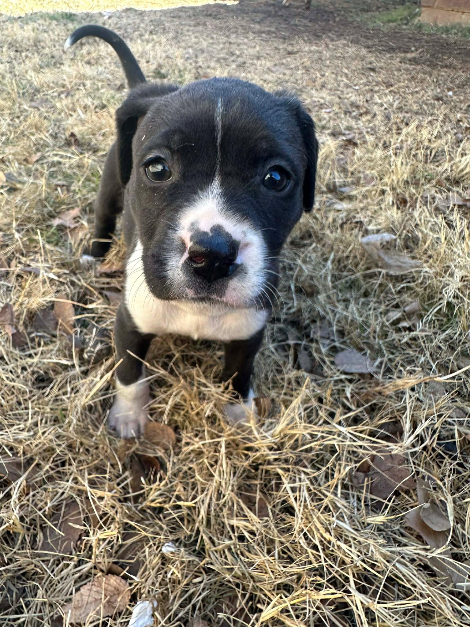 Fern, ADOPTABLE, Puppy Female Pit Bull Terrier.