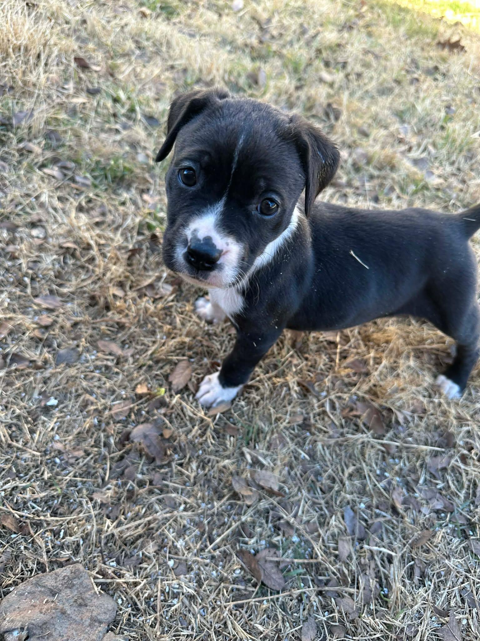 Enlarge Fern, a ADOPTABLE mixed breed in Wichita Falls, TX image 2/4