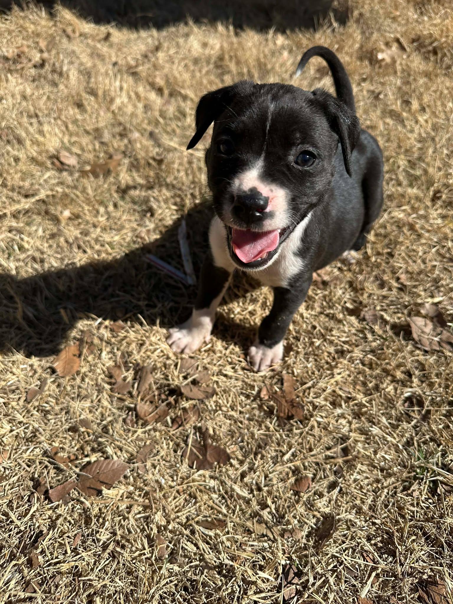 Enlarge Fern, a ADOPTABLE mixed breed in Wichita Falls, TX image 3/4