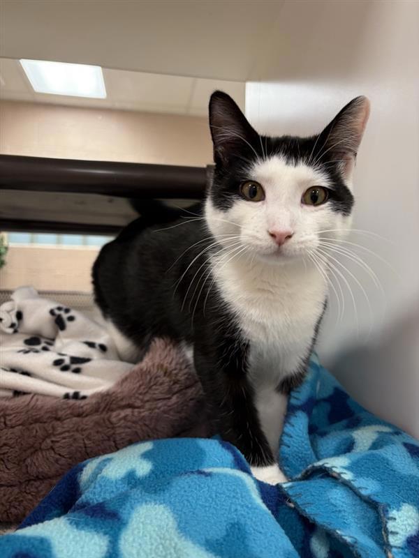 Enlarge Fisher, a Adoptable mixed breed in Great Falls, MT image 1/2