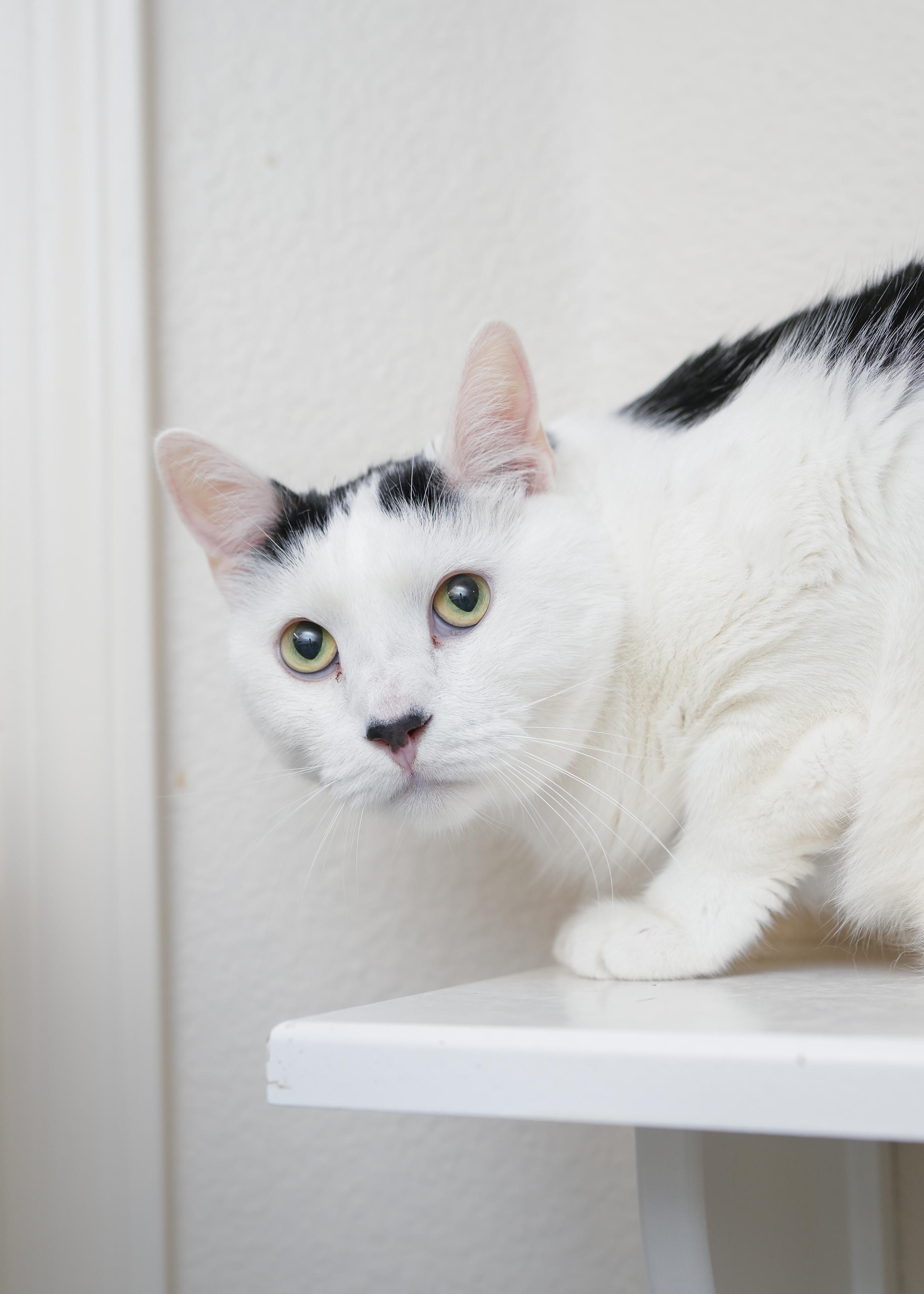 Juju, ADOPTABLE, Adult Male Domestic Short Hair.