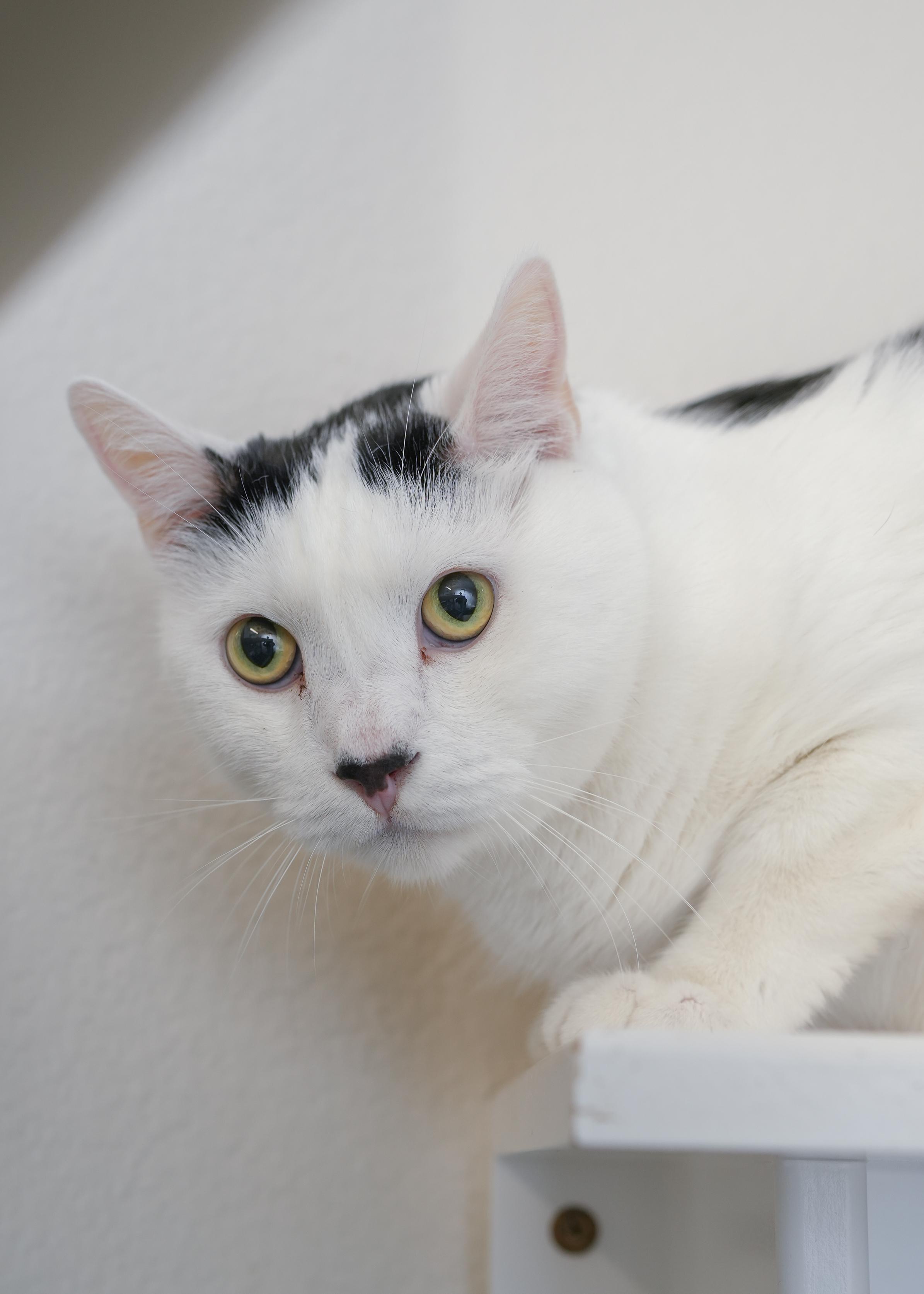 Juju, a ADOPTABLE Domestic Short Hair in Boise, ID image 3/3