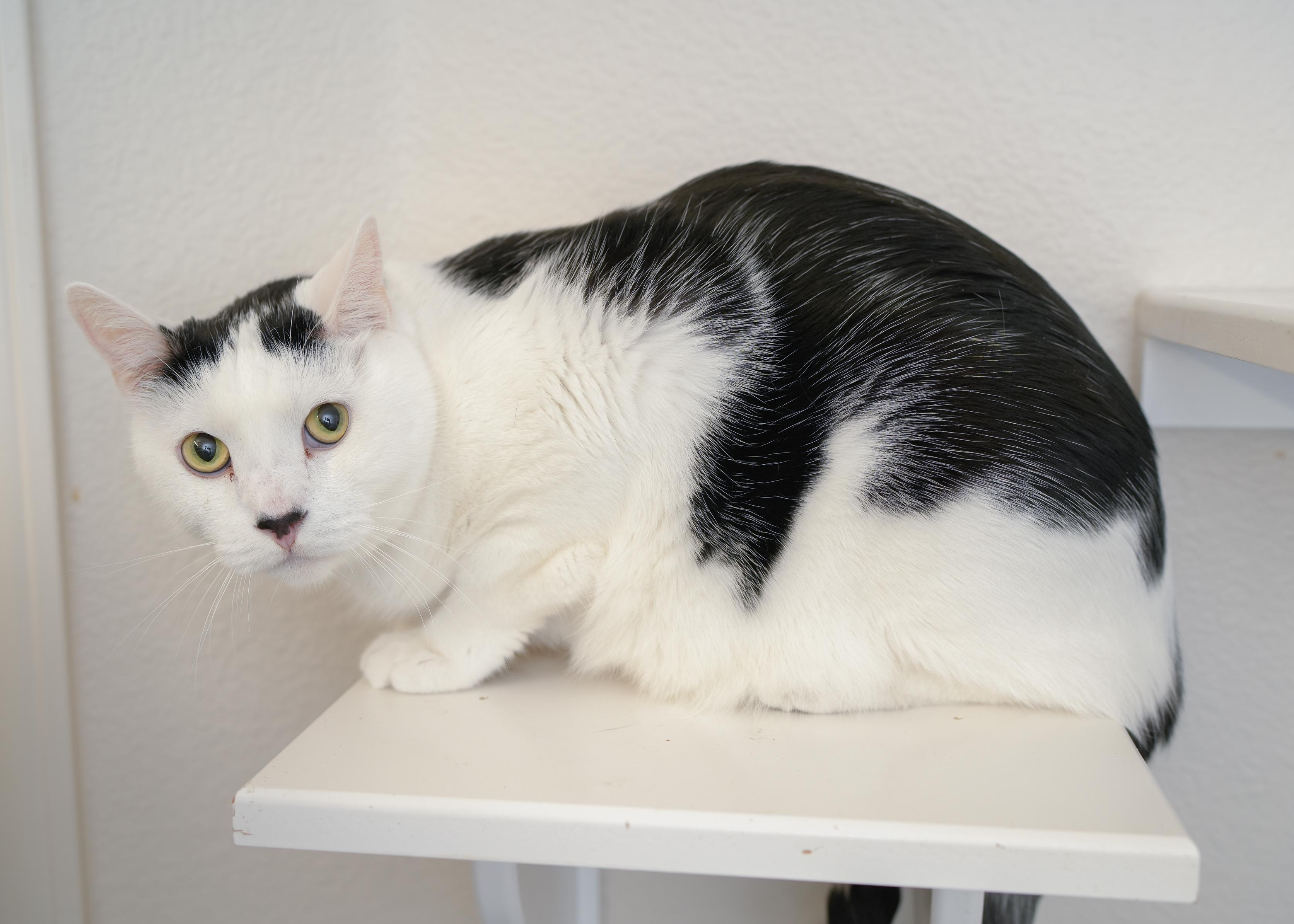 Juju, a ADOPTABLE Domestic Short Hair in Boise, ID image 2/3