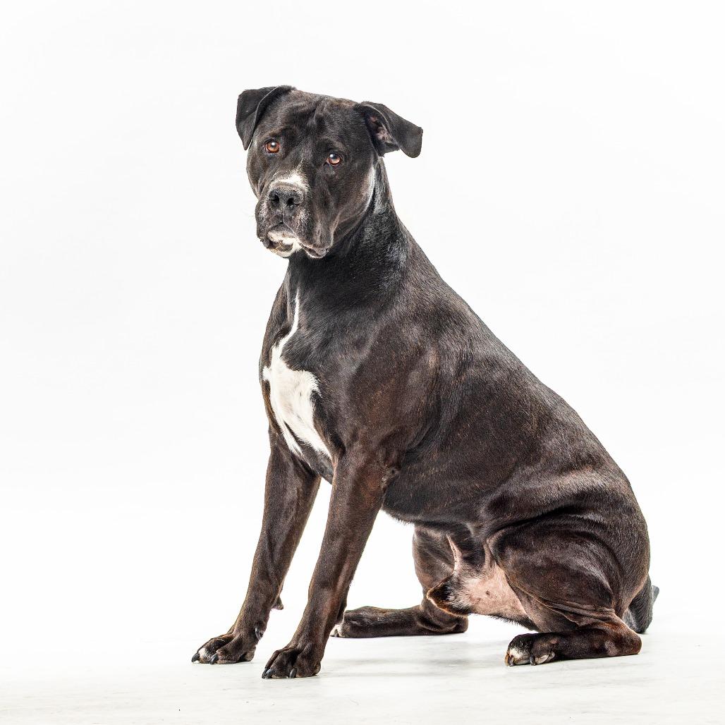 Nitro — thumbnail 2