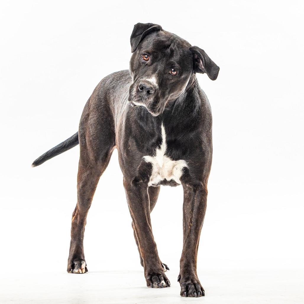 Nitro — thumbnail 3