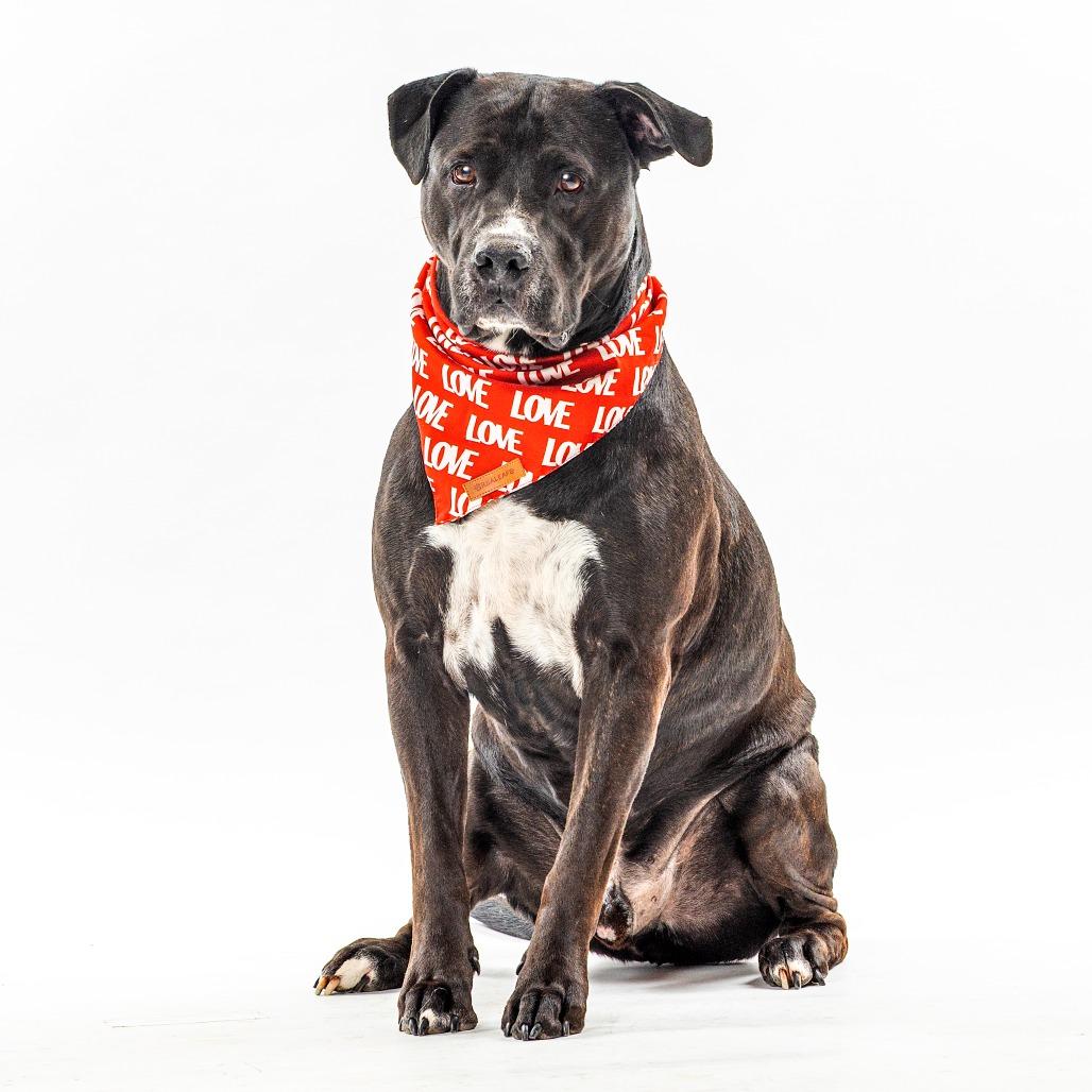 Nitro — thumbnail 5