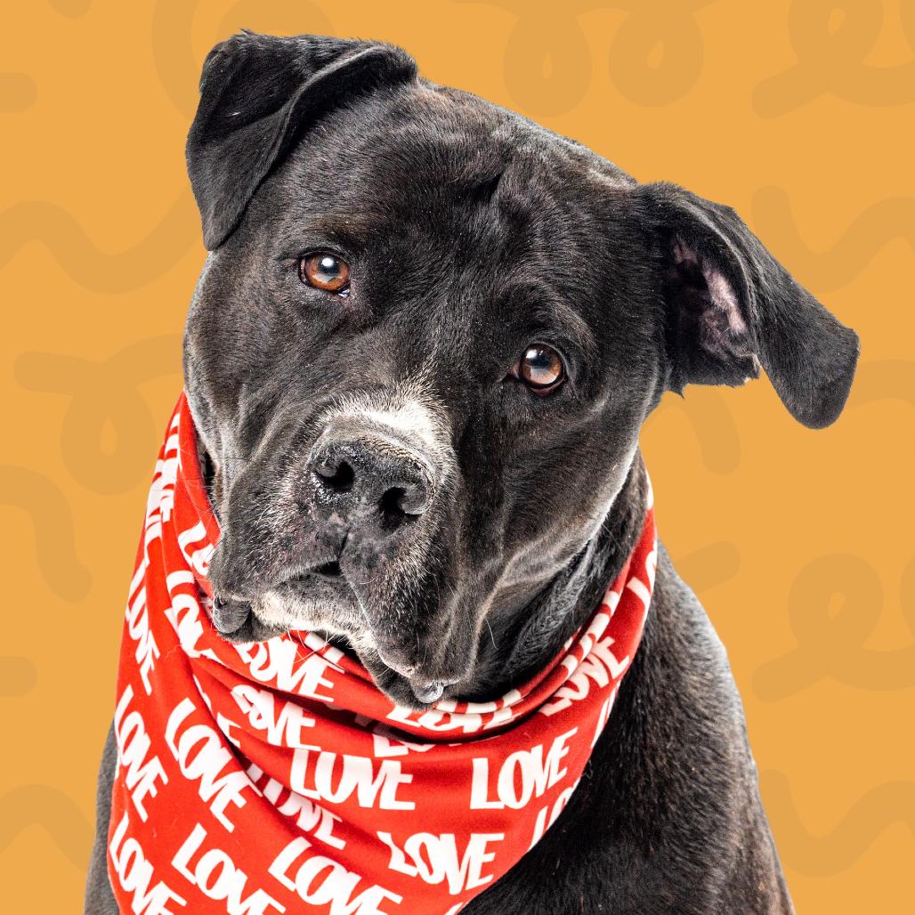 Nitro — thumbnail 6