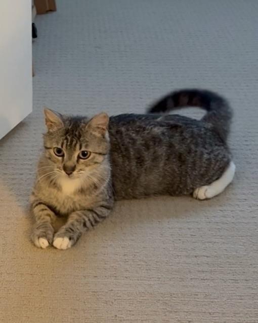 Enlarge Maple, a Adoptable Domestic Short Hair in San Francisco, CA image 1/6