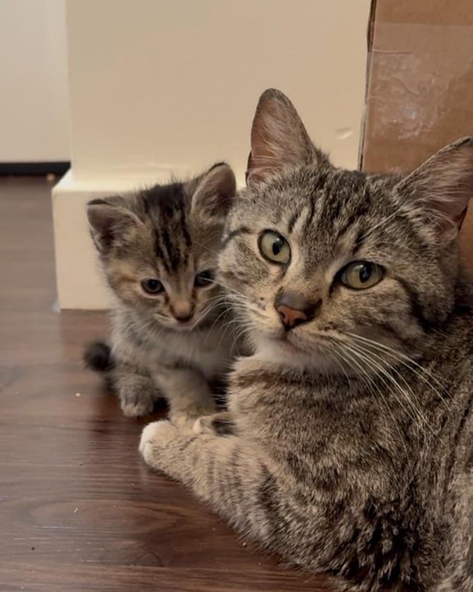 Enlarge Maple, a Adoptable Domestic Short Hair in San Francisco, CA image 2/6