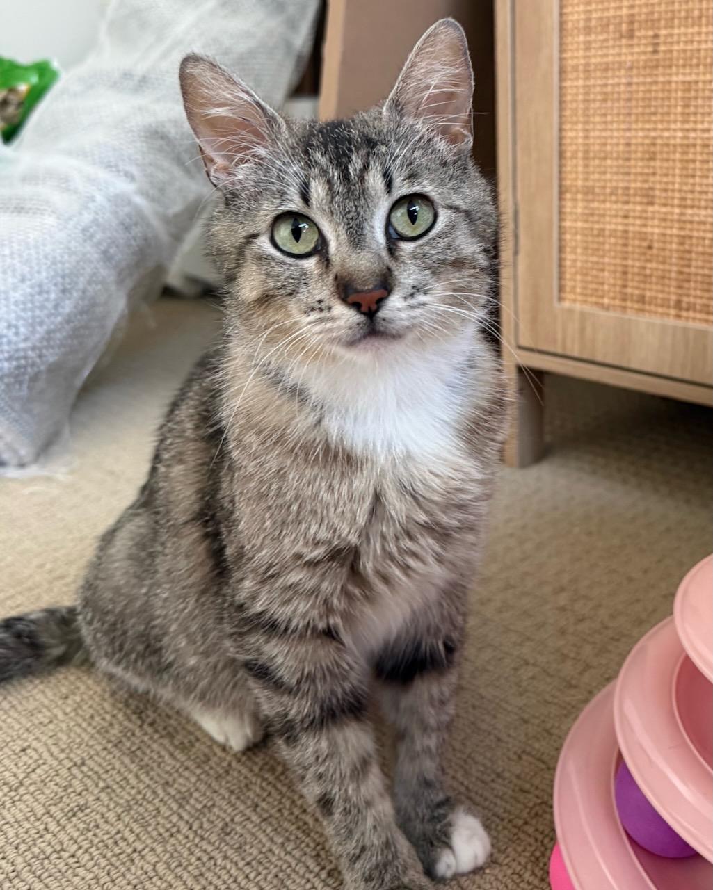 Enlarge Maple, a Adoptable Domestic Short Hair in San Francisco, CA image 3/6