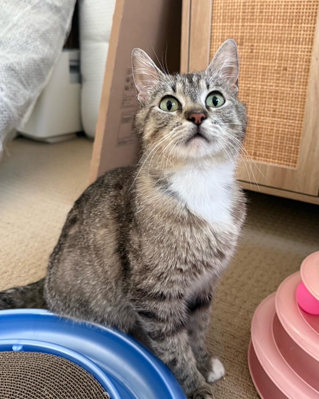 Enlarge Maple, a Adoptable Domestic Short Hair in San Francisco, CA image 4/6