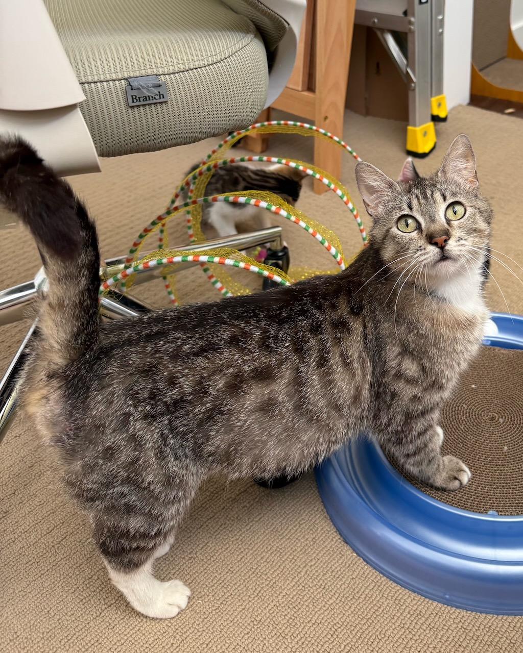 Enlarge Maple, a Adoptable Domestic Short Hair in San Francisco, CA image 5/6