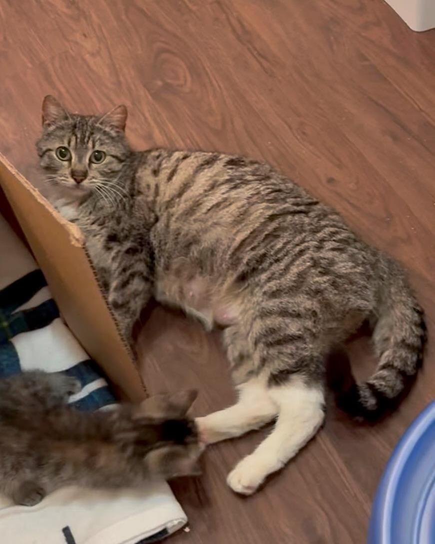 Enlarge Maple, a Adoptable Domestic Short Hair in San Francisco, CA image 6/6