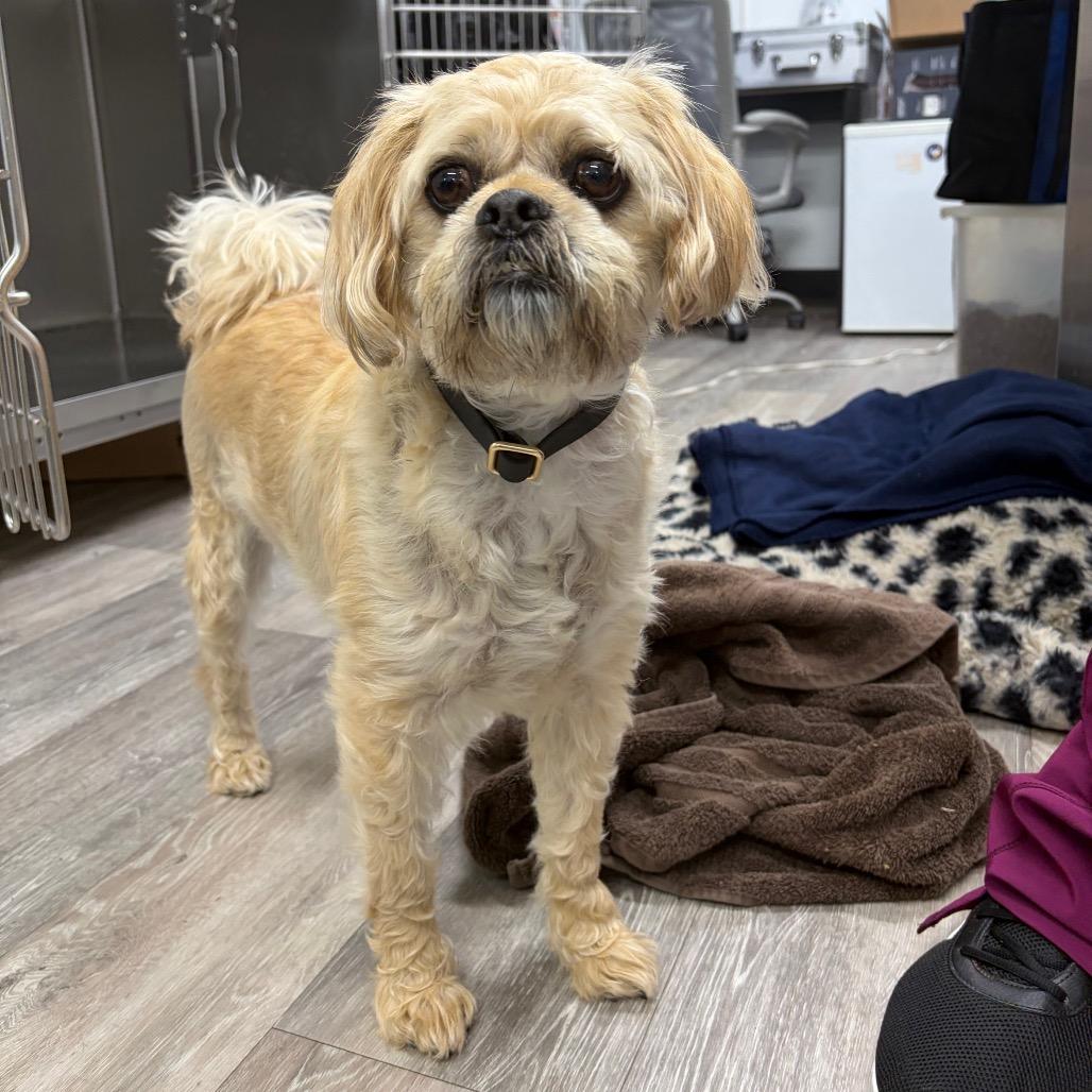 Enlarge Teddy Ruxpin, a Adoptable Terrier in Newark, NJ image 1/4