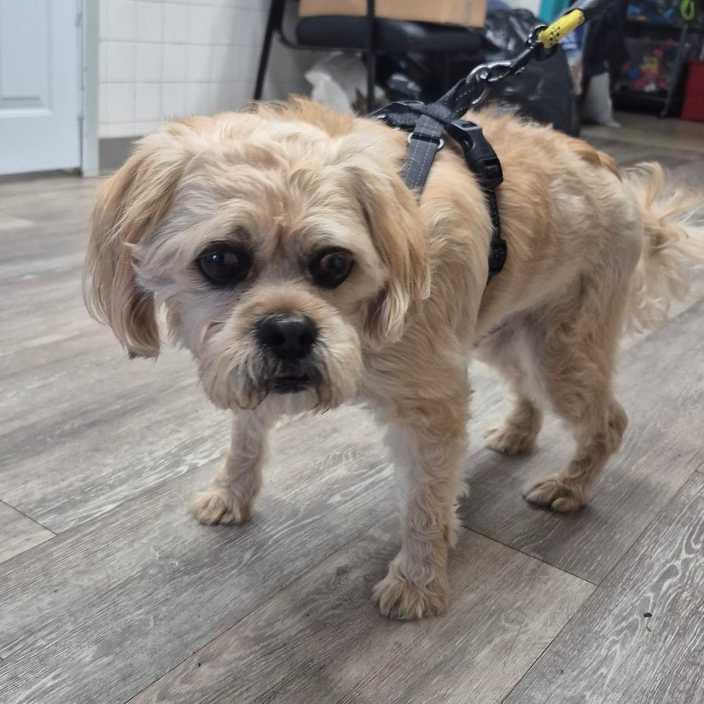 Enlarge Teddy Ruxpin, a Adoptable Terrier in Newark, NJ image 4/4