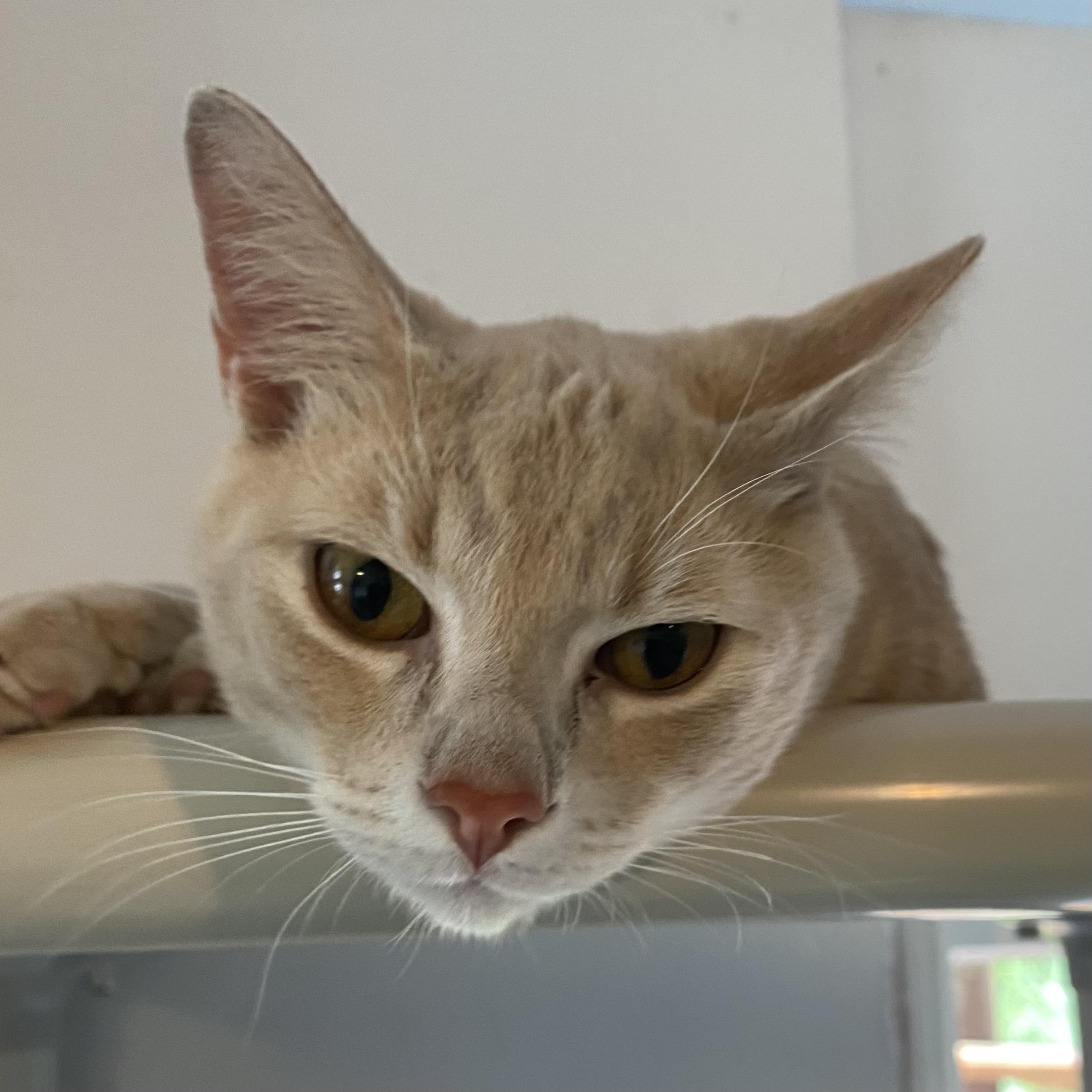 Barry, a ADOPTABLE Domestic Short Hair in Stanstead, QC image 6/6